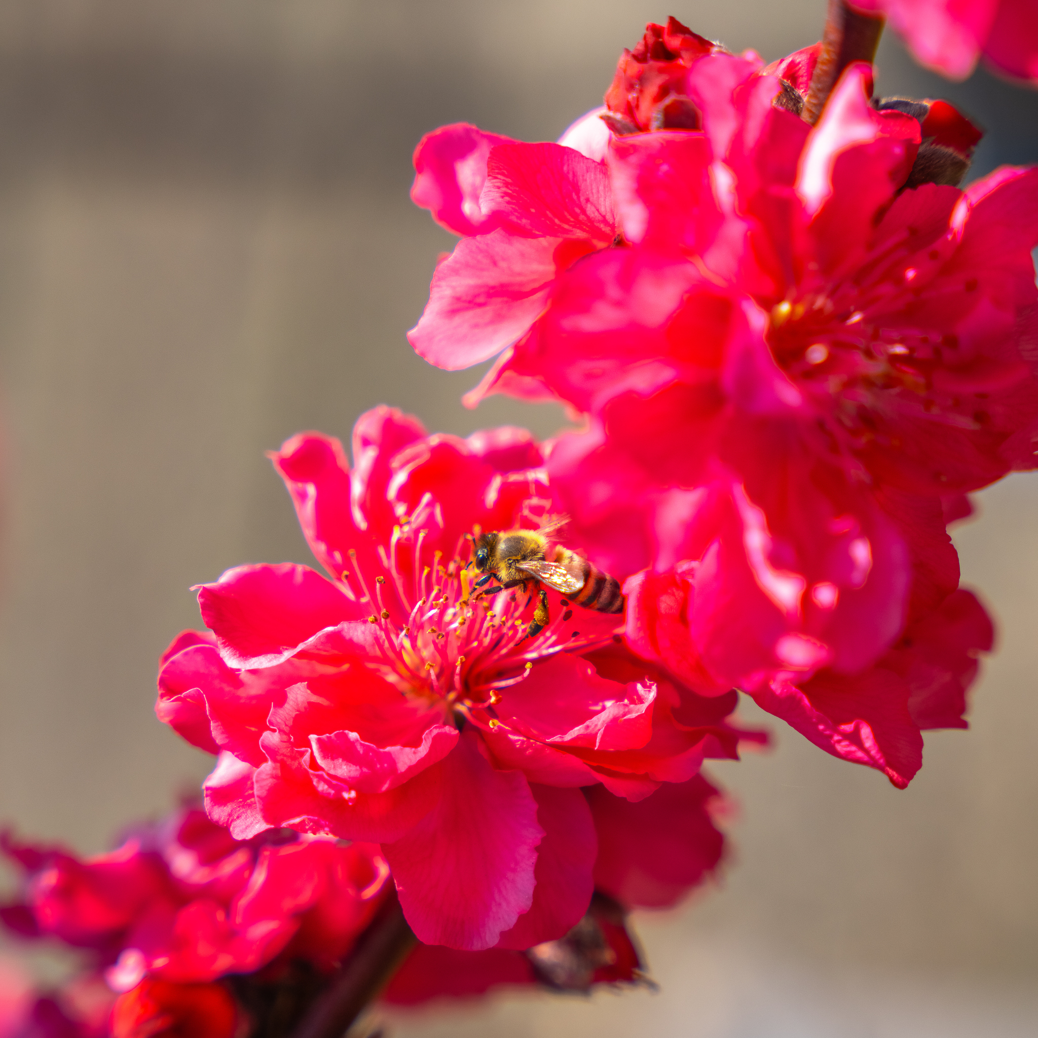 Florida Prince Peach | Citrus and Fruit | Moon Valley Nurseries